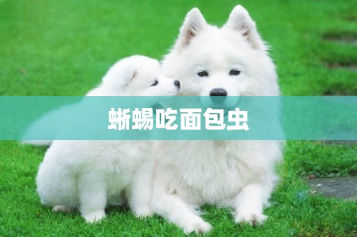蜥蜴吃面包蟲