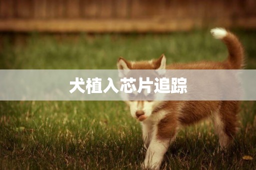犬植入芯片追蹤