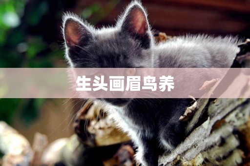 生頭畫眉鳥養