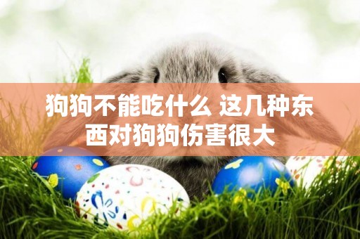 狗狗不能吃什么 這幾種東西對狗狗傷害很大 狗狗不能吃什么 這幾種東西對狗狗傷害很大