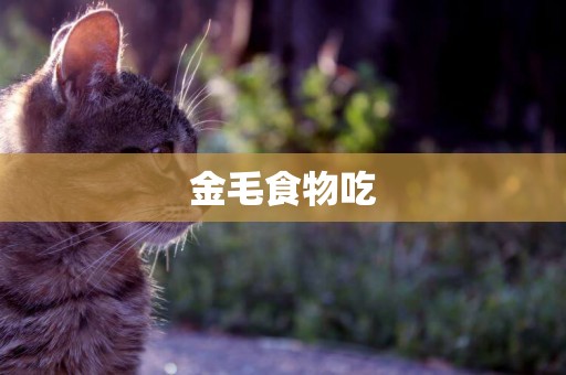 金毛食物吃