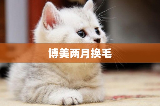 博美兩月換毛