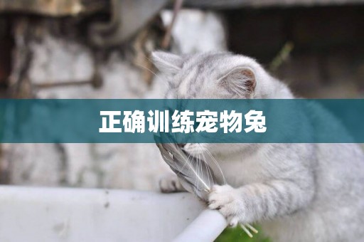正確訓練寵物兔