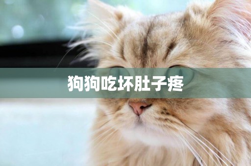 狗狗吃壞肚子疼