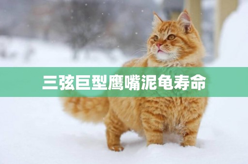 三弦巨型鷹嘴泥龜壽命
