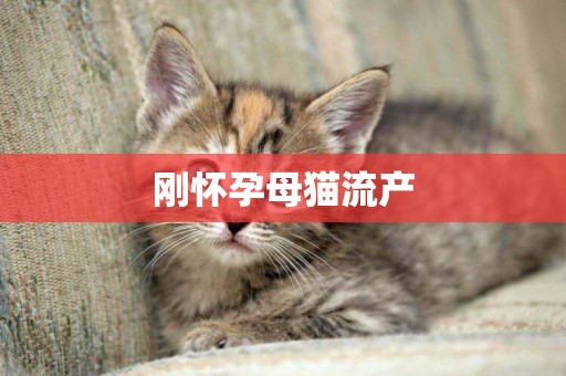 剛懷孕母貓流產