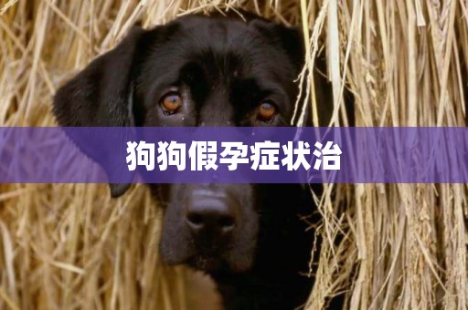 狗狗假孕癥狀治