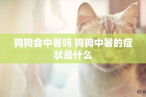 狗狗會中暑嗎 狗狗中暑的癥狀是什么