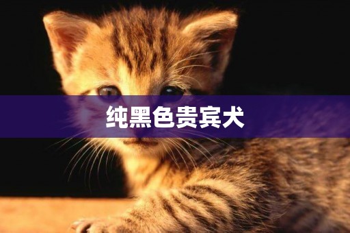 純黑色貴賓犬