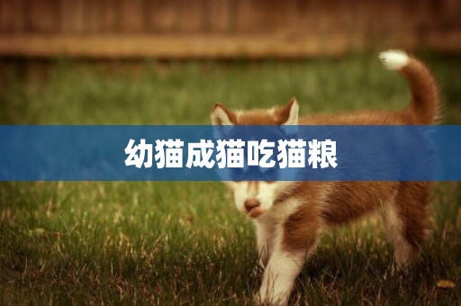 幼貓成貓吃貓糧