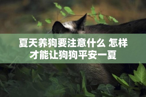 夏天養狗要注意什么 怎樣才能讓狗狗平安一夏 夏天養狗要注意什么 怎樣才能讓狗狗平安一夏