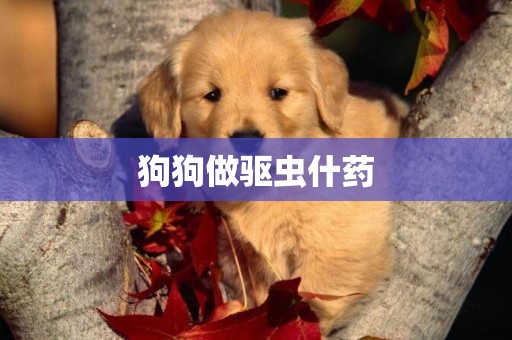 狗狗做驅蟲什藥