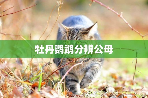 牡丹鸚鵡分辨公母