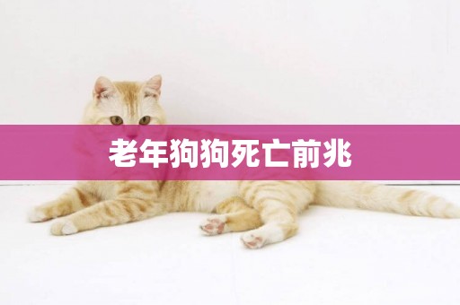 老年狗狗死亡前兆