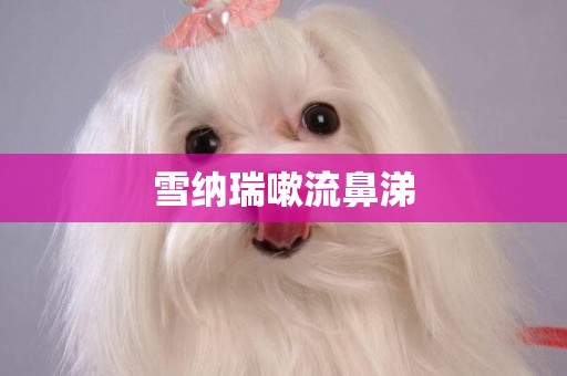 雪納瑞嗽流鼻涕