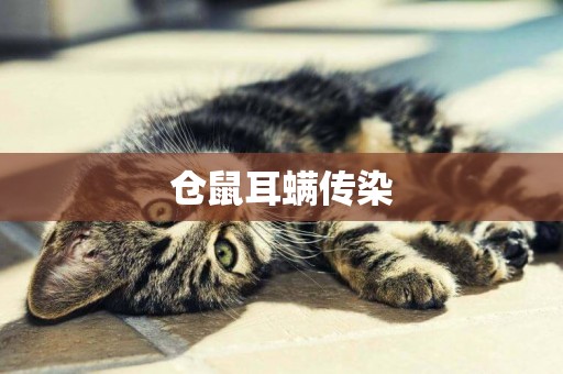 倉鼠耳螨傳染