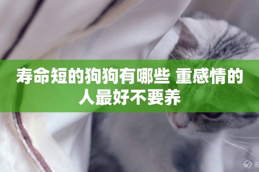 壽命短的狗狗有哪些 重感情的人最好不要養