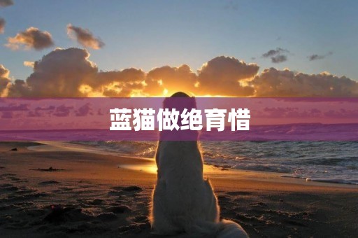 藍貓做絕育惜