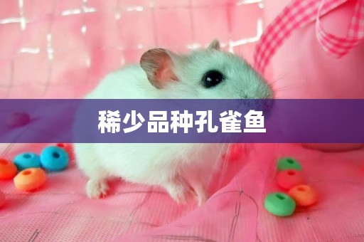 稀少品種孔雀魚