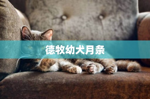 德牧幼犬月條