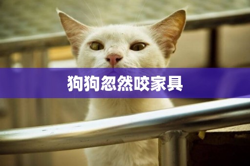 狗狗忽然咬家具