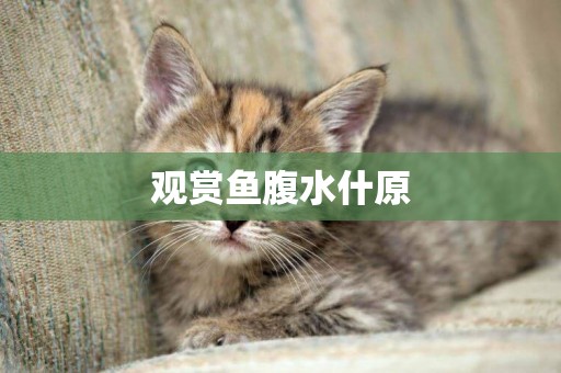 觀賞魚腹水什原