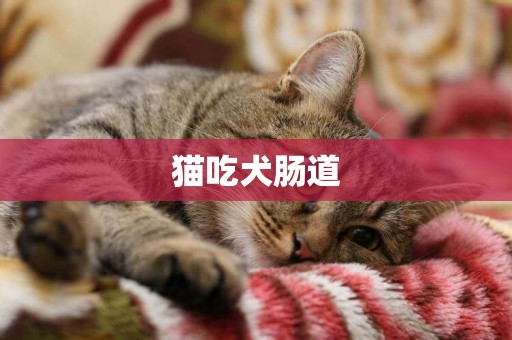 貓吃犬腸道