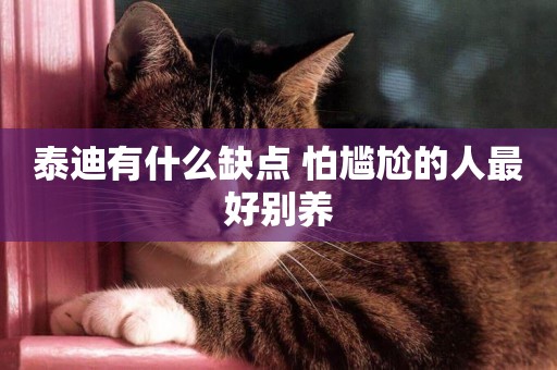 泰迪有什么缺點 怕尷尬的人最好別養