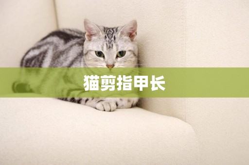 貓剪指甲長