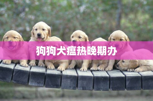 狗狗犬瘟熱晚期辦