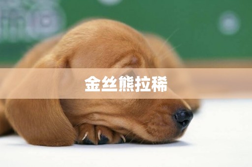 金絲熊拉稀