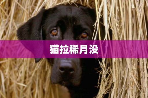 貓拉稀月沒