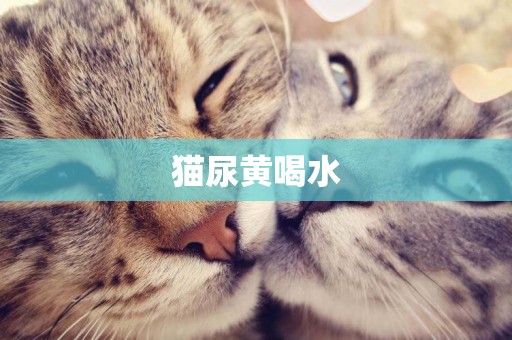 貓尿黃喝水