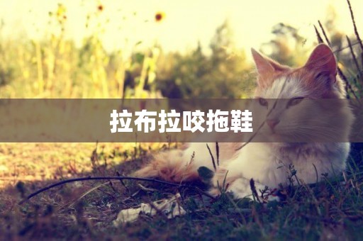 拉布拉咬拖鞋