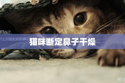 貓咪斷定鼻子干燥