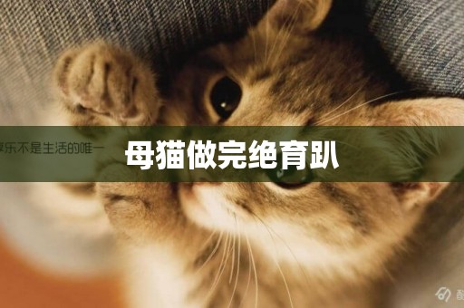 母貓做完絕育趴