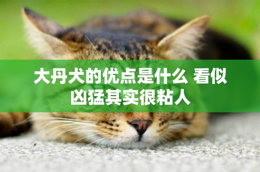 大丹犬的優點是什么 看似兇猛其實很粘人