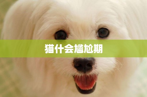 貓什會尷尬期