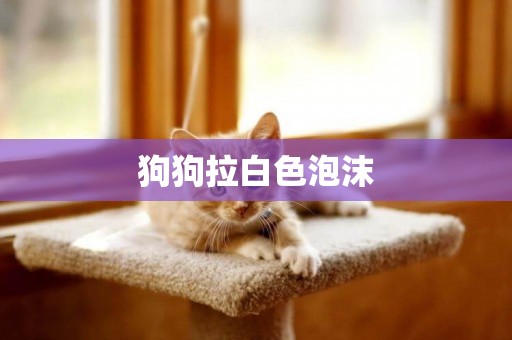 狗狗拉白色泡沫