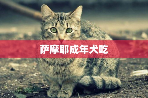 薩摩耶成年犬吃