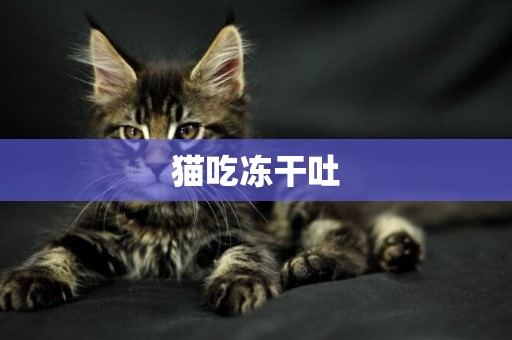 貓吃凍干吐