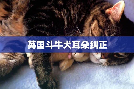 英國斗牛犬耳朵糾正