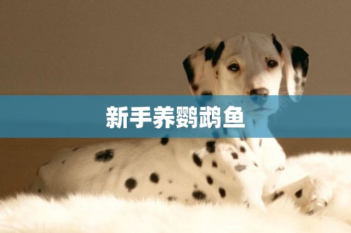 新手養鸚鵡魚