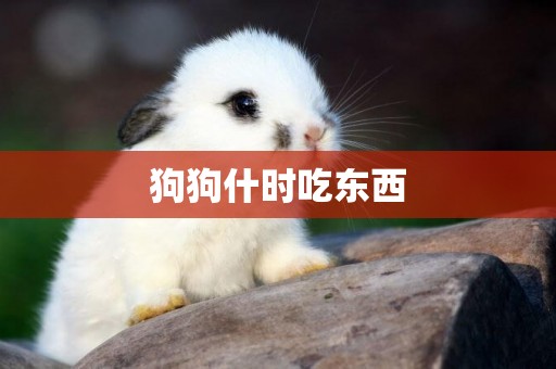 狗狗什時吃東西