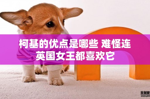 柯基的優點是哪些 難怪連英國女王都喜歡它 柯基的優點是哪些 難怪連英國女王都喜歡它