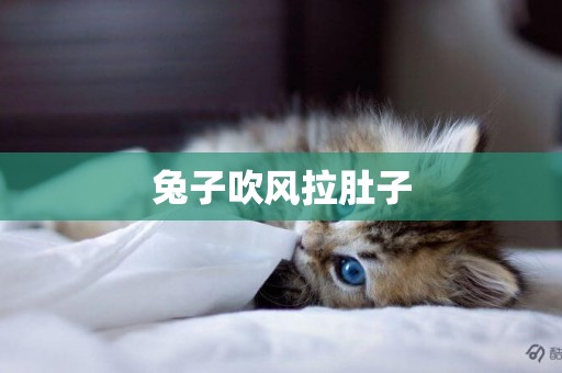 兔子吹風拉肚子