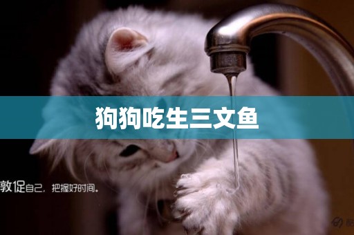 狗狗吃生三文魚