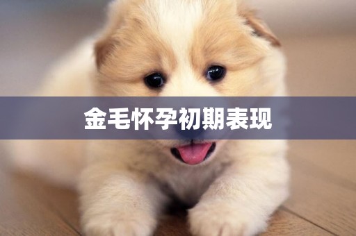 金毛懷孕初期表現