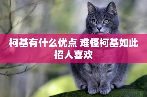 柯基有什么優點 難怪柯基如此招人喜歡
