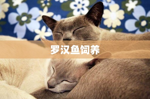 羅漢魚飼養